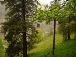 2013-06-01_Regina-F-Rau_Staffelalm_Hochwasser (099).JPG